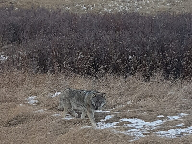 Canadian Winter Wolf Hunt