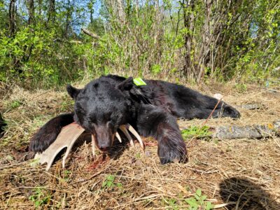 Canadian Spring Black Bear Hunt