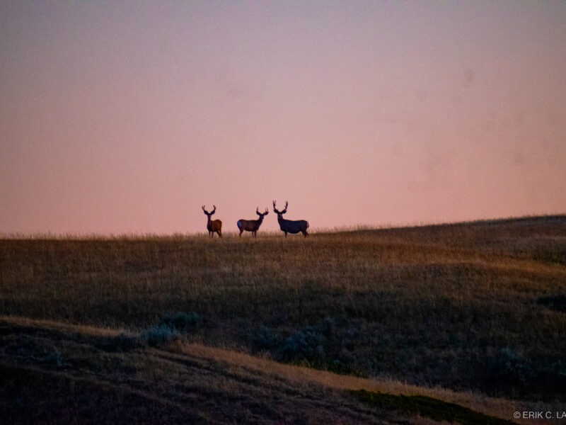 Northern Alberta Mule Deer Hunt