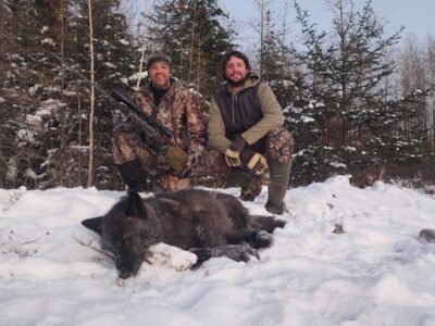 Canadian Winter Wolf Hunt