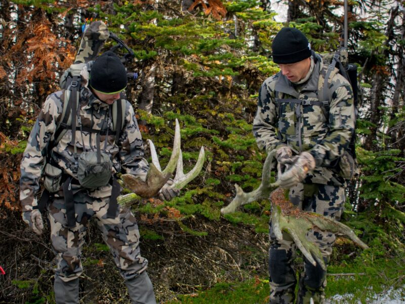 Canadian Moose Hunt in the Rut