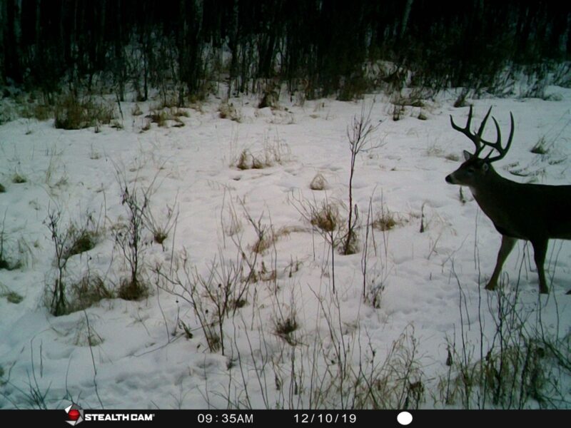 Alberta Whitetail Deer Hunt