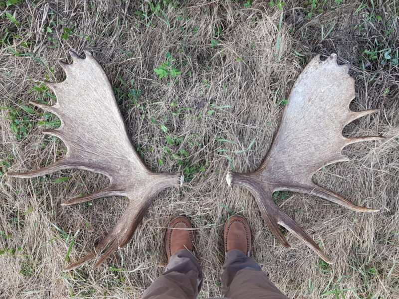 Canadian Moose Hunt in the Rut