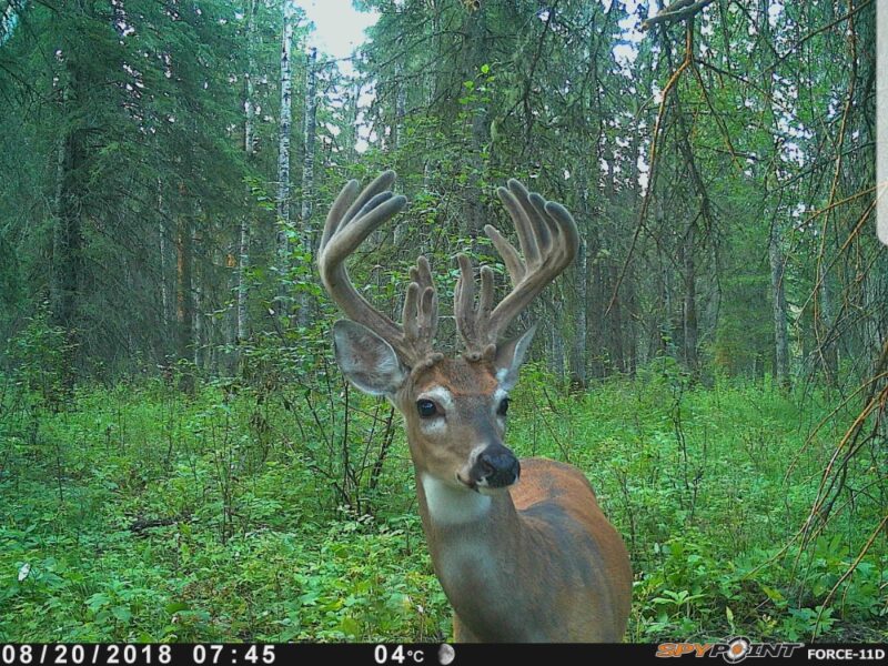 Alberta Whitetail Deer Hunt