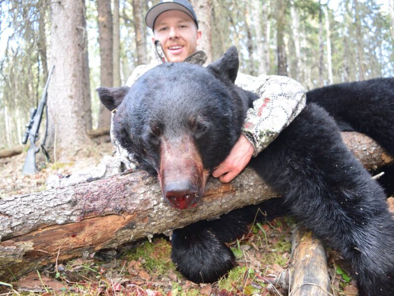 Canadian Spring Black Bear Hunt