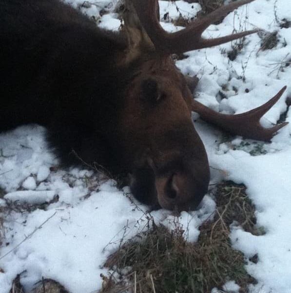 Canadian Moose Hunt in the Rut