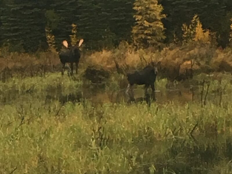 Canadian Moose Hunt in the Rut