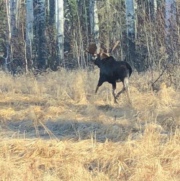 Canadian Moose Hunt in the Rut