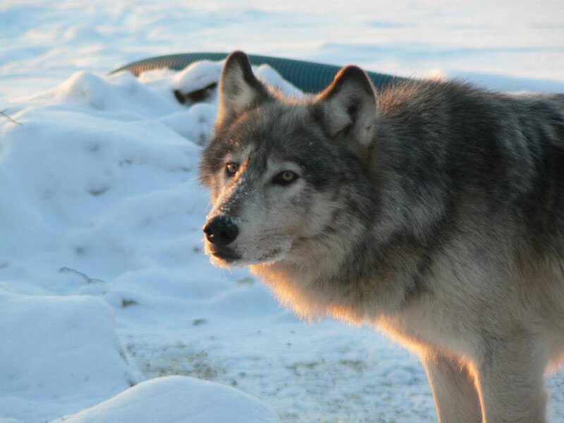 Canadian Winter Wolf Hunt