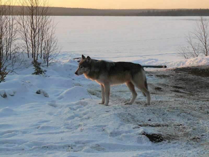 Canadian Winter Wolf Hunt