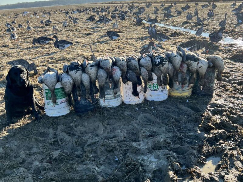 Arkansas Goose Guided Hunt