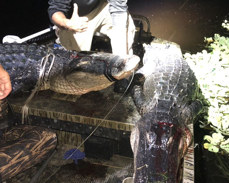 Florida Alligator Hunts (Tag Provided By Guide)