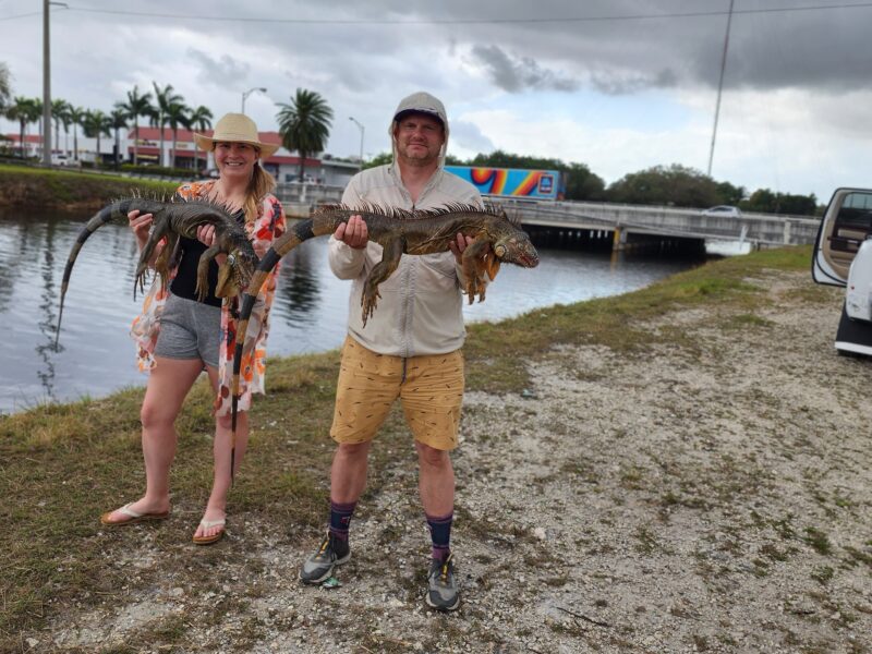 Florida Canal Iguana Hunts