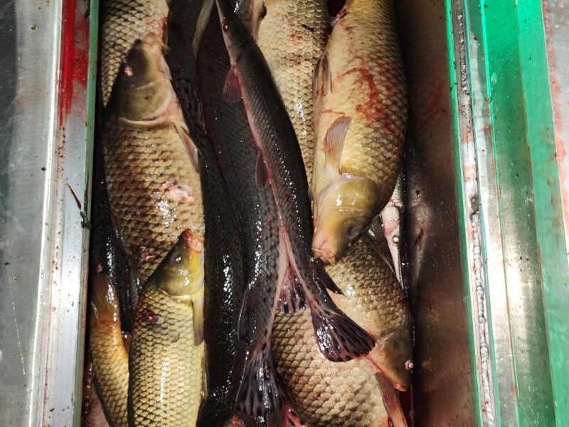 Maryland River Bowfishing 5 Hour Trips