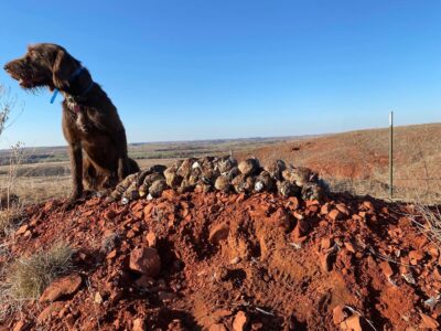 West Oklahoma Quail Hunts