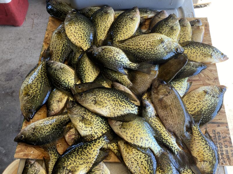 Michigan Inland Lake Fishing | Fowl Affliction