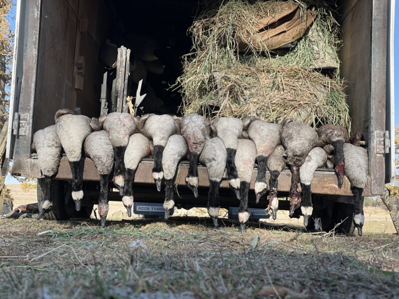 Early Season Eastern Iowa Metro Goose Hunts