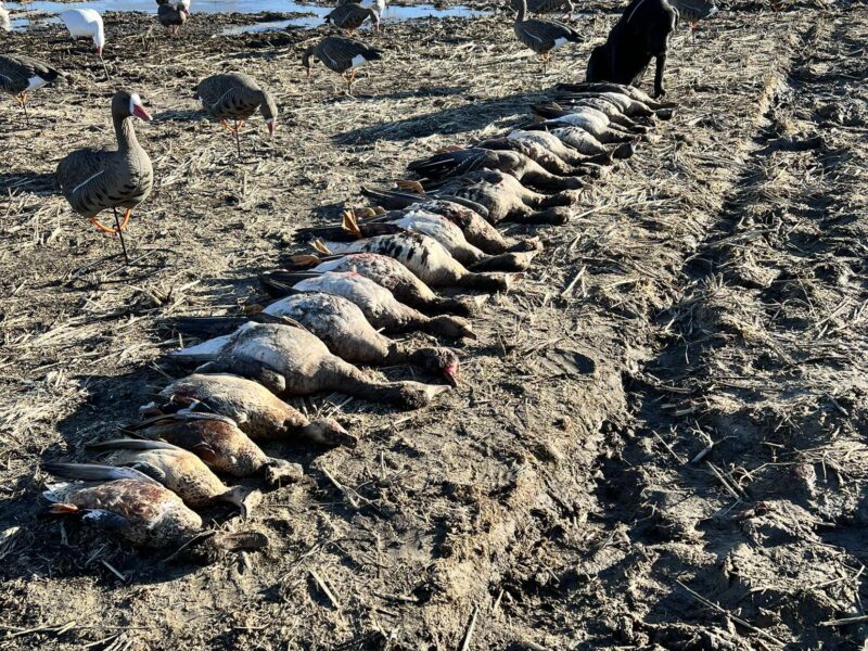 Arkansas Goose Guided Hunt