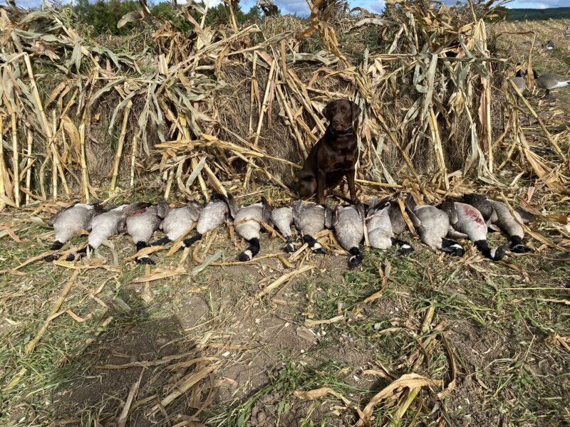 Michigan Guided Waterfowl Hunts | Fowl Affliction