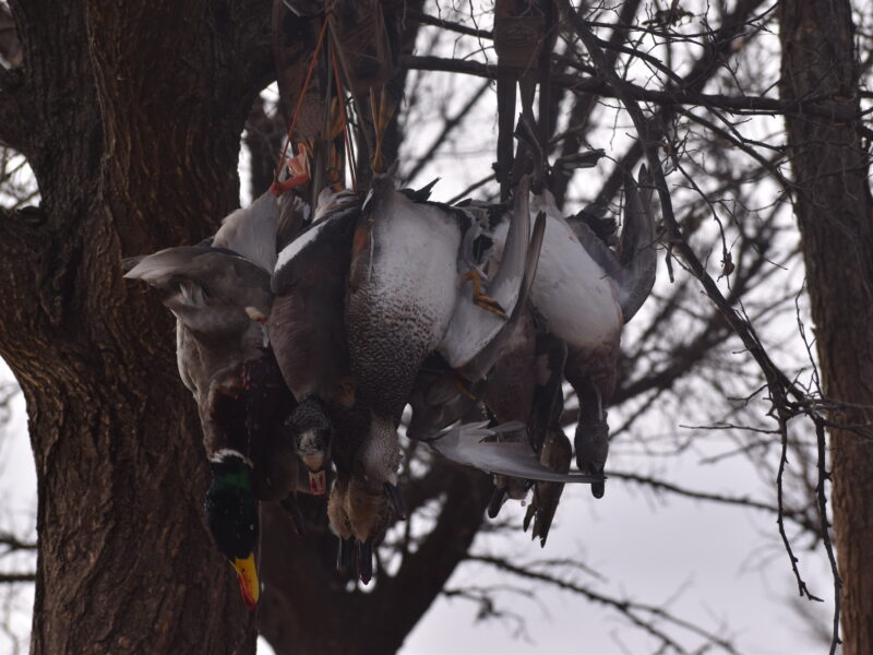 West Oklahoma Waterfowl Hunts