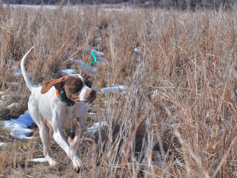 West Oklahoma Quail Hunts