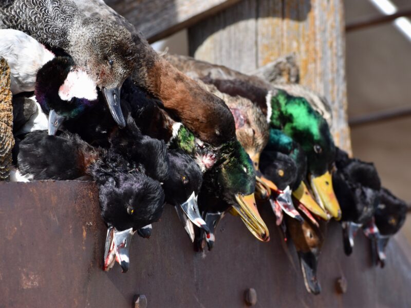 West Oklahoma Waterfowl Hunts