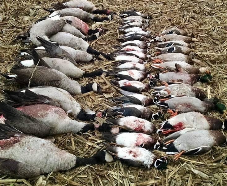 Michigan Guided Waterfowl Hunts | Fowl Affliction