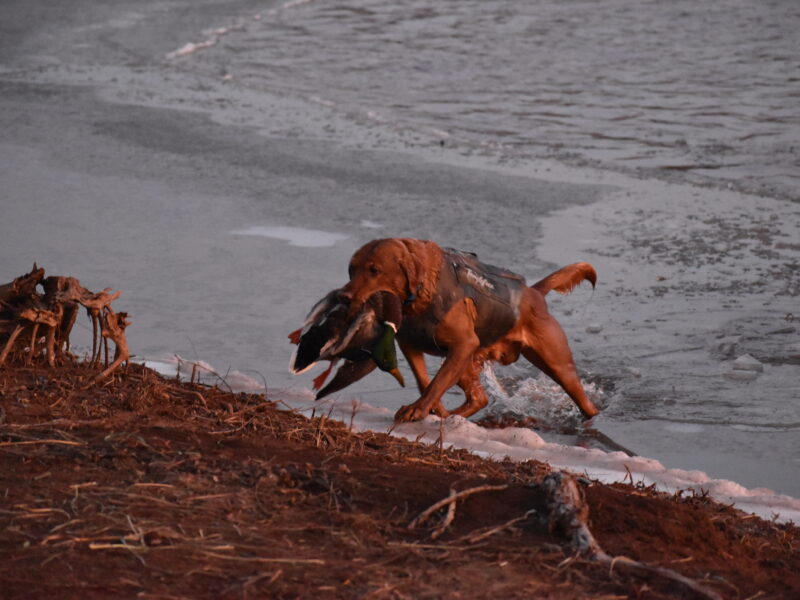 West Oklahoma Waterfowl Hunts