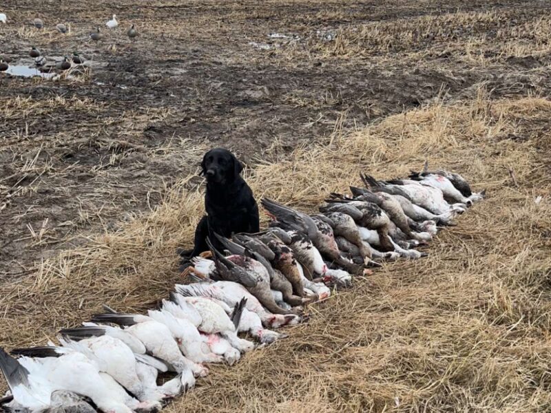 Arkansas Goose Guided Hunt