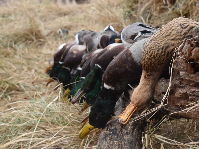 West Oklahoma Waterfowl Hunts