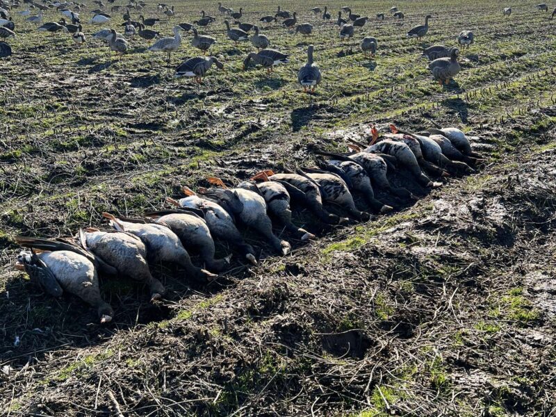 Arkansas Goose Guided Hunt