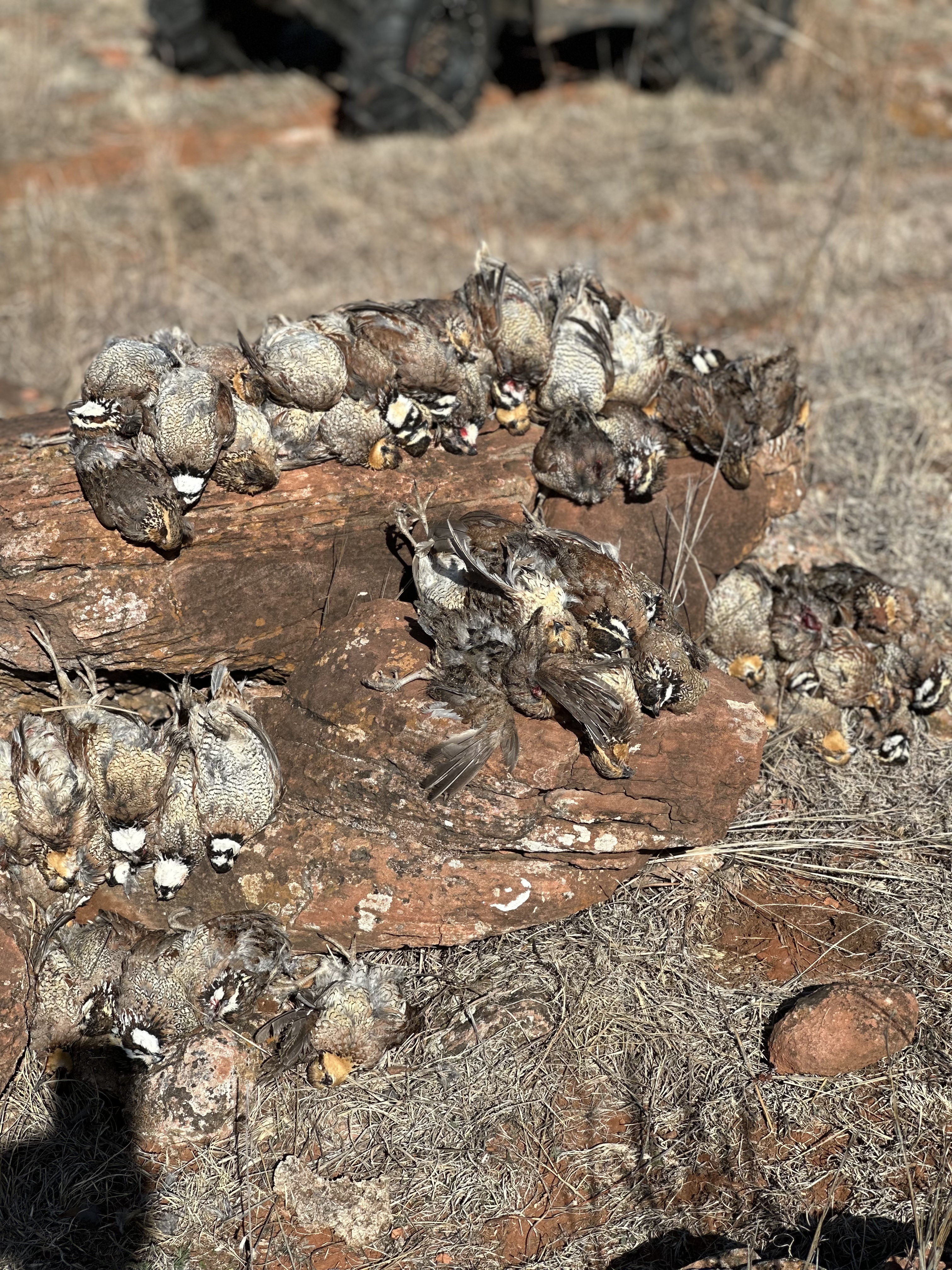 West Oklahoma Quail Hunts