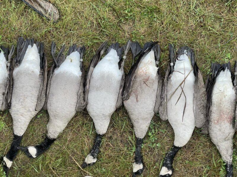 Early Season Eastern Iowa Metro Goose Hunts