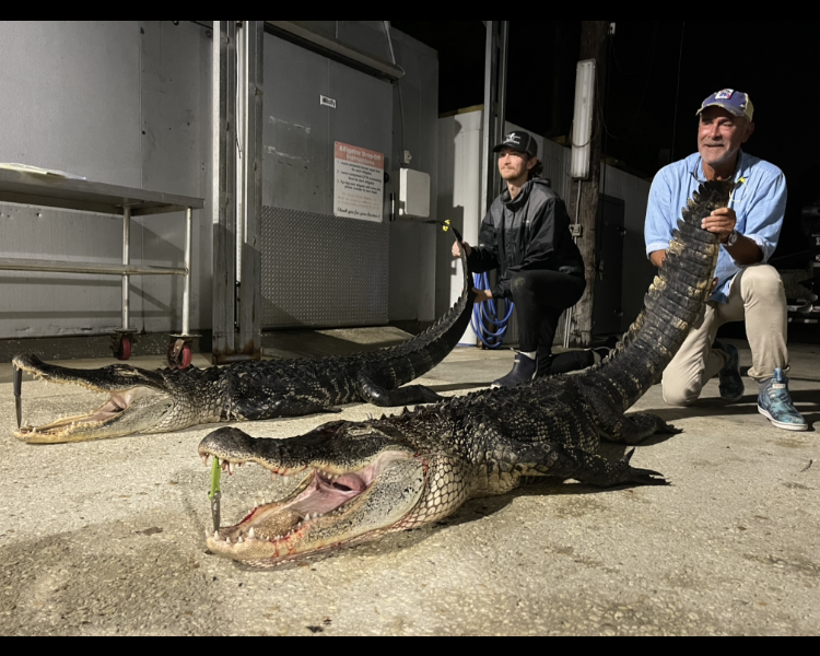 Florida Alligator Hunts (Tag Provided By Guide)