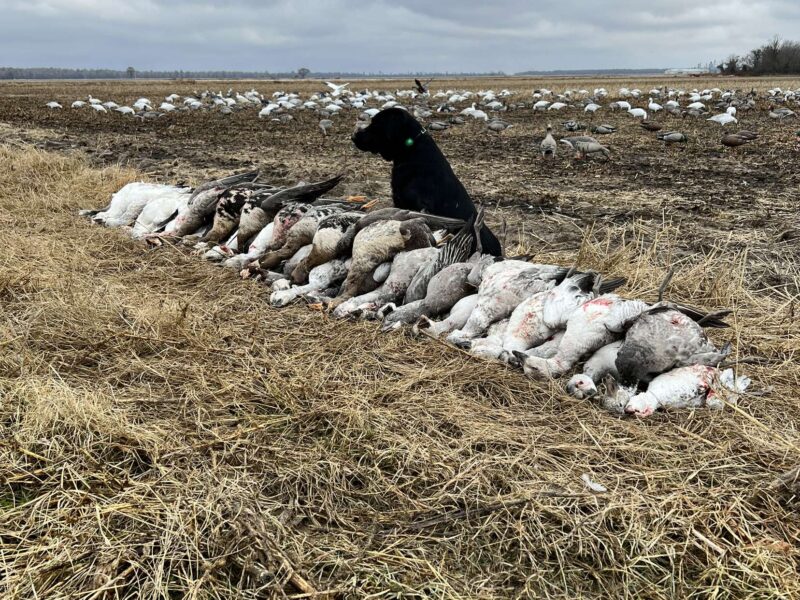 Arkansas Goose Guided Hunt