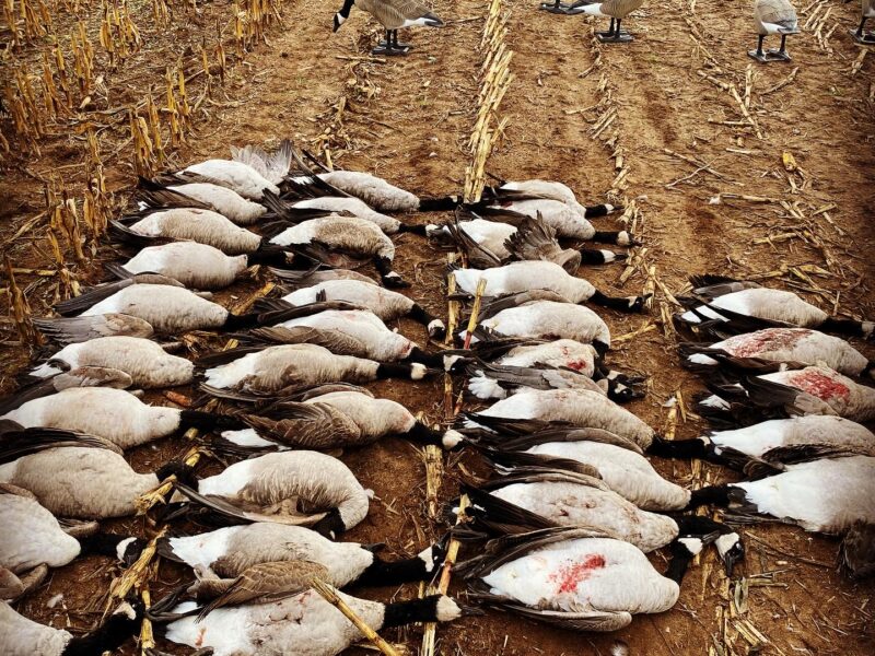 Michigan Guided Waterfowl Hunts | Fowl Affliction