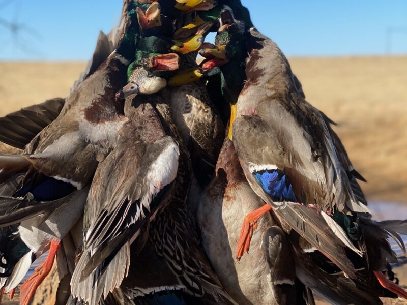 West Oklahoma Waterfowl Hunts