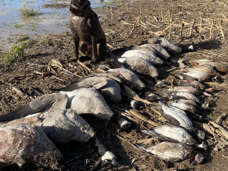 Michigan Guided Waterfowl Hunts | Fowl Affliction