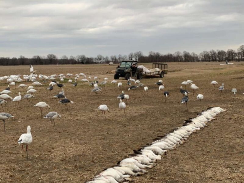 Arkansas Goose Guided Hunt