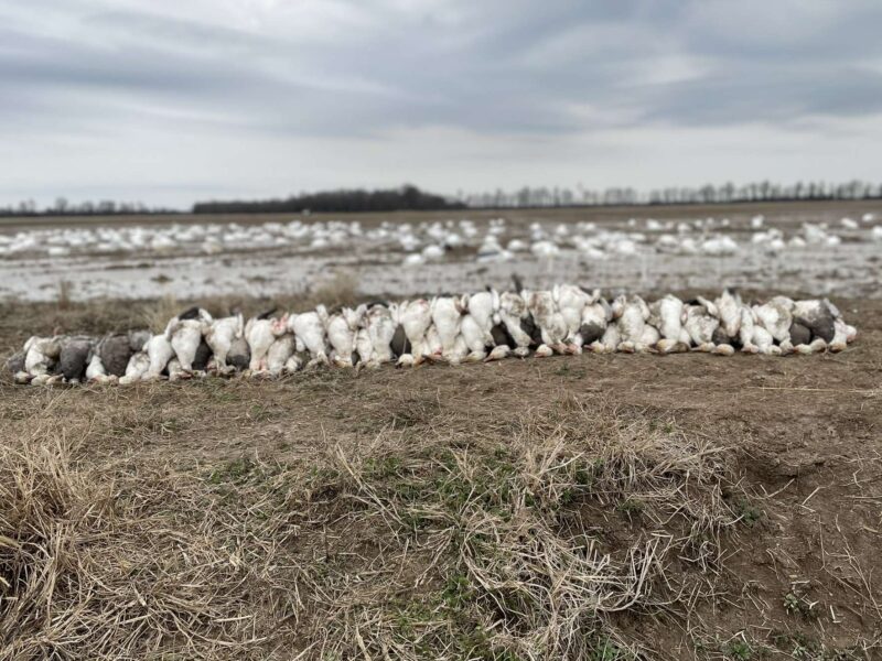 Arkansas Goose Guided Hunt