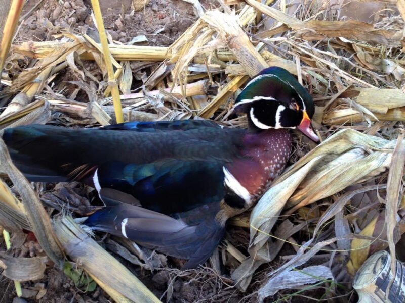 Michigan Guided Waterfowl Hunts | Fowl Affliction