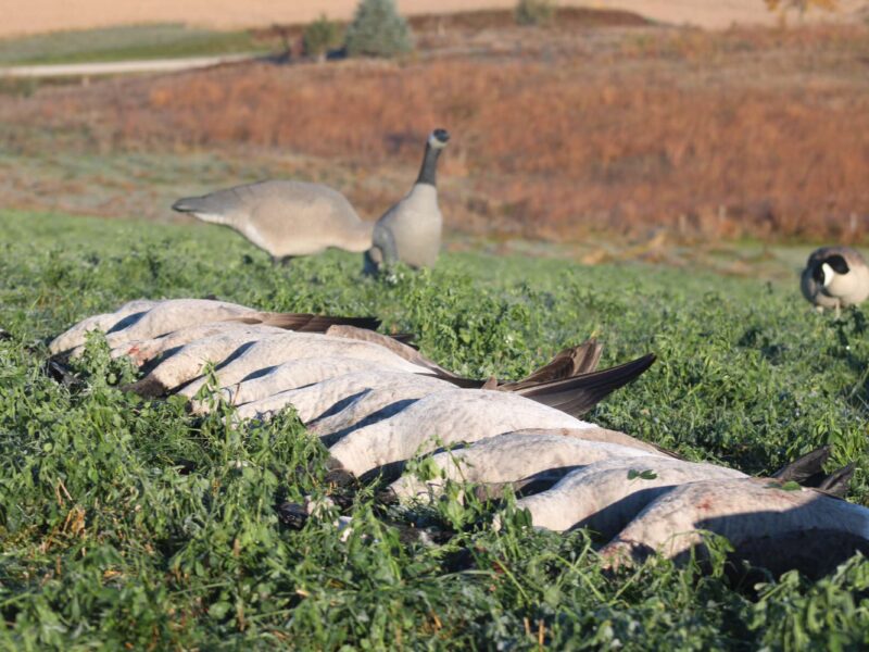 Early Season Eastern Iowa Metro Goose Hunts