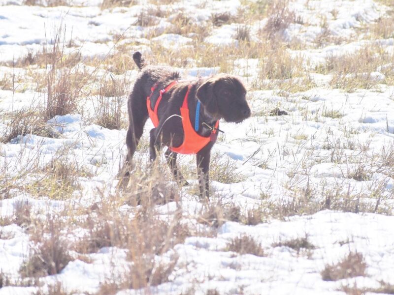 West Oklahoma Quail Hunts