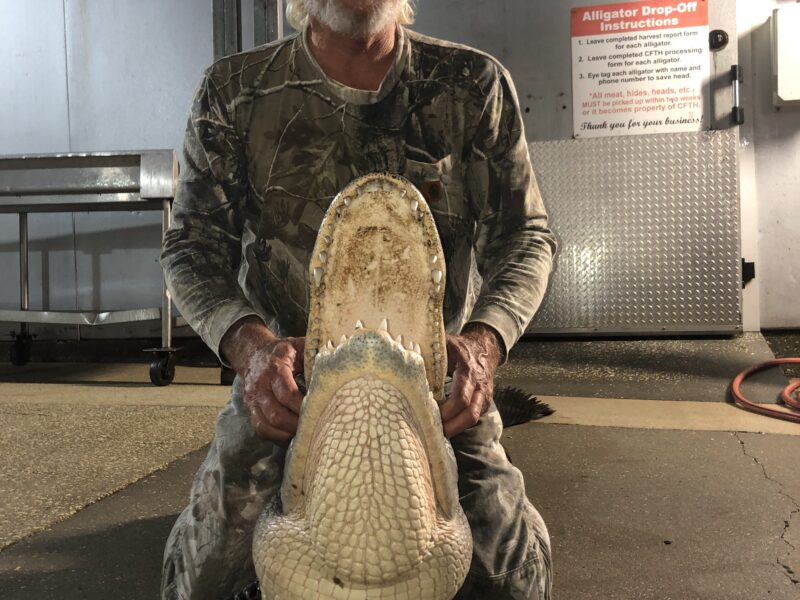 Florida Alligator Hunt (Client Provided Tags)