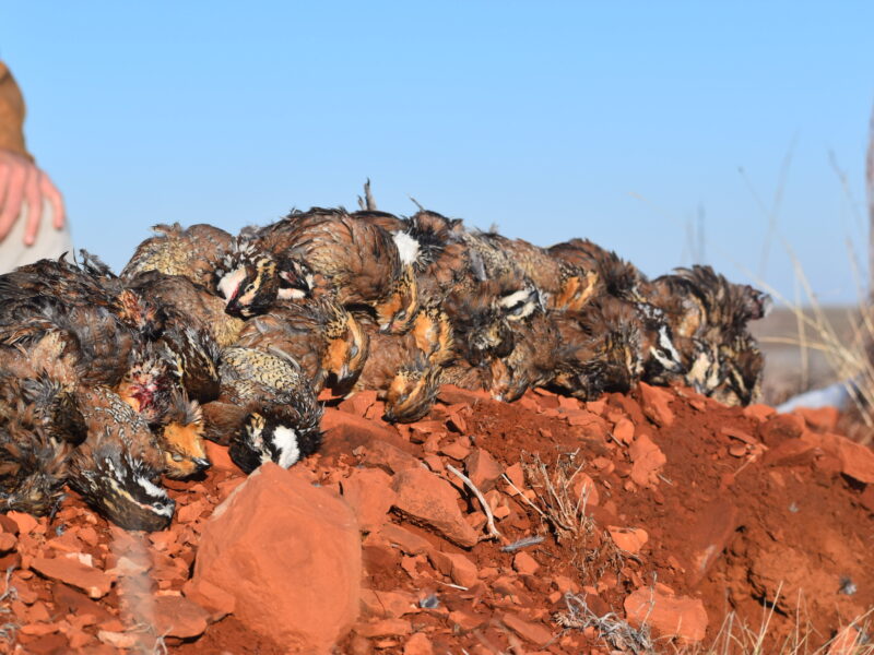 West Oklahoma Quail Hunts