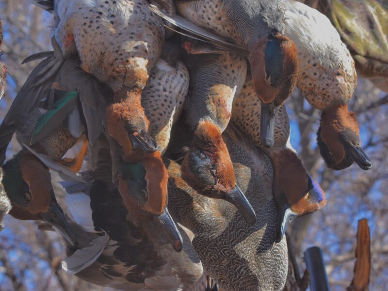 West Oklahoma Waterfowl Hunts