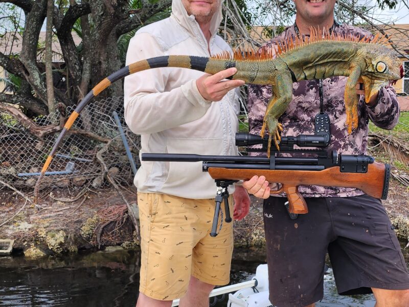 Florida Canal Iguana Hunts