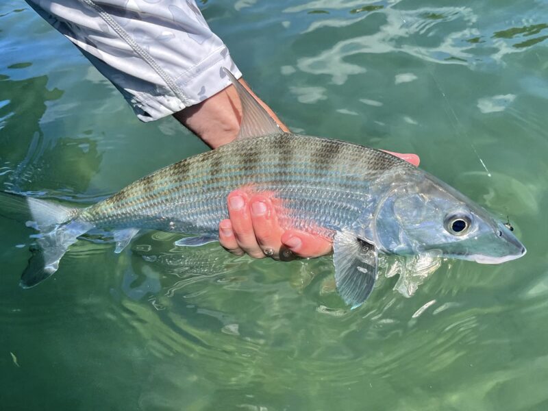 Flats and Reef Fishing in Puerto Rico