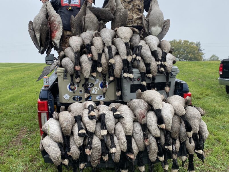 Canada Goose Hunt in Michigan