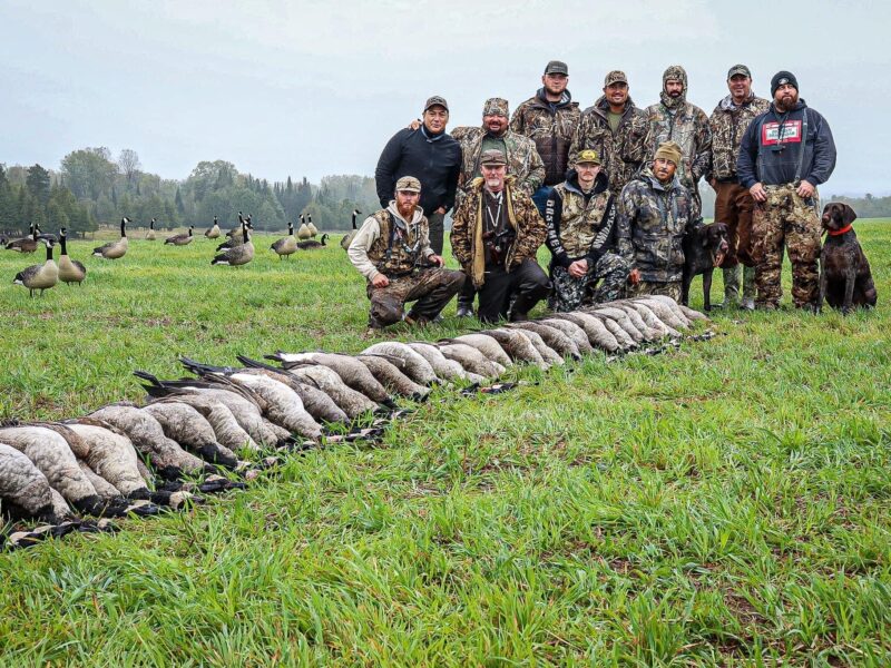 Canada Goose Hunt in Michigan